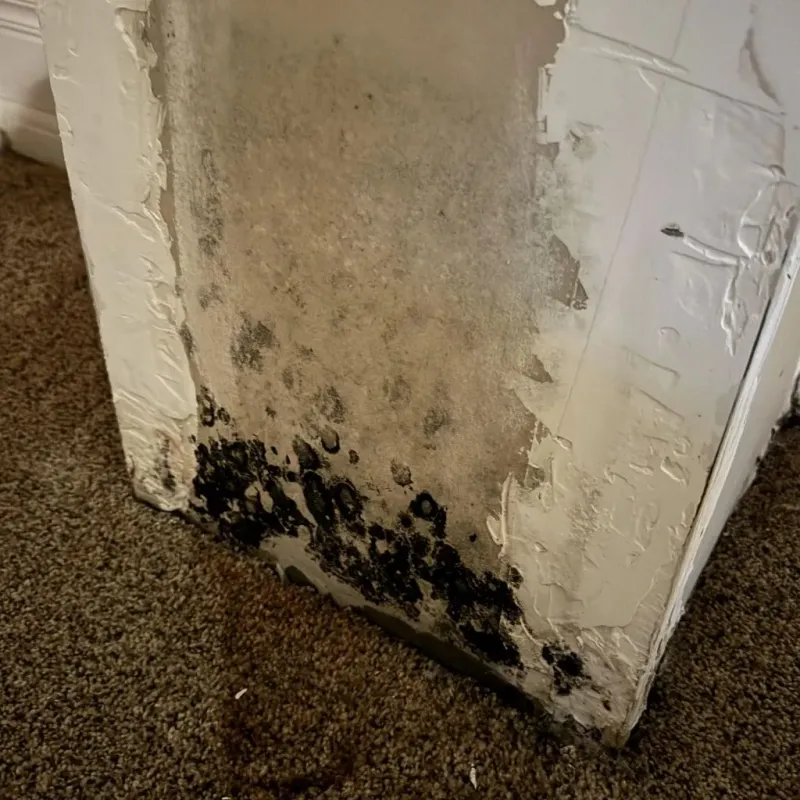 Professional Mold Removal in Three Rivers, TX